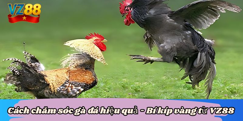 Cách chăm sóc gà đá hiệu quả - Bí kíp vàng từ VZ88 4 Cách chăm sóc gà đá hiệu quả - Bí kíp vàng từ VZ88
