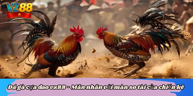 Đá gà cựa dao vz88 - Mãn nhãn với màn so tài của chiến kê 2 Đá gà cựa dao vz88 - Mãn nhãn với màn so tài của chiến kê