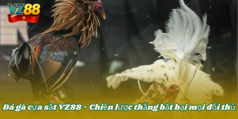 Đá gà cựa sắt VZ88 - Chiến lược thắng bất bại mọi đối thủ 4 Đá gà cựa sắt VZ88 - Chiến lược thắng bất bại mọi đối thủ